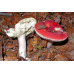 Мицелий Сыроежки красивой  / Сыроежка розовая (Russula bella)